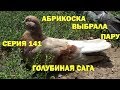 Сенсация! Голубка Абрикоска выбрала пару! - Голубиная сага - Серия 141