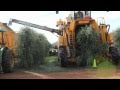 Oxbo 6420 Super High Density Olive Harvester
