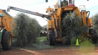 Oxbo 6420 Super High Density Olive Harvester