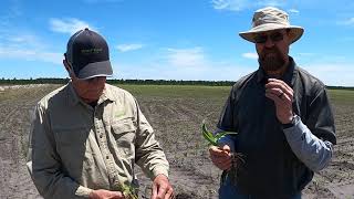 Corn Growth Stages