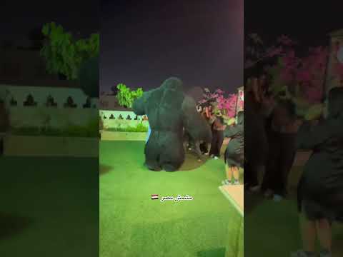 الغوريلا فرحانه وبترقص فى العيد ميلاد ترند مهرجانات مشمش مصر