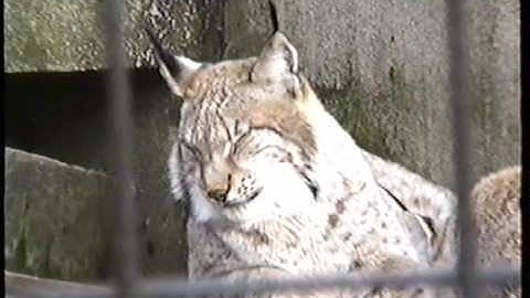 Compare VHS capture via DV and MP2/4