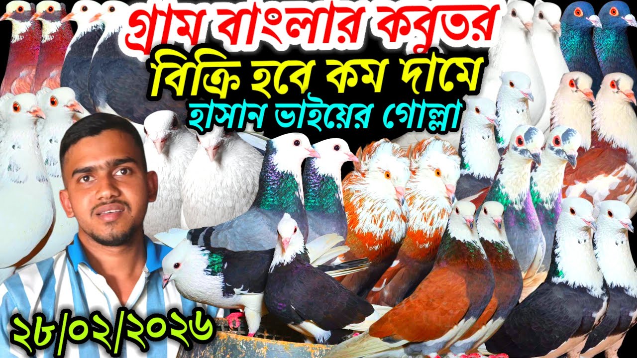 গ্রাম বাংলার খাঁটি ঘরের কবুতর বিক্রি হবে কম দামে হাসান ভাইয়ের গোল্লা কবুতর রেসার কবুতর কিনুন