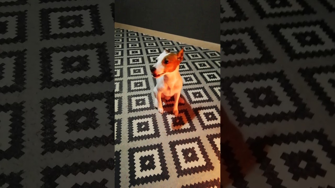 Bana para ver köpek versiyonu YouTube