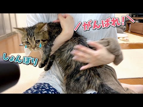 初めてのドライヤーが怖くてしょんぼりしちゃった猫