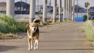 17年間毎日駅に通い続けた1匹の保護犬の奇跡の実話／映画『石岡タロー』予告編