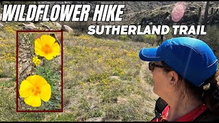 WILDFLOWER HIKE, SUTHERLAND TRAIL #tucson  #hiking   #wildflowers    #sutherland