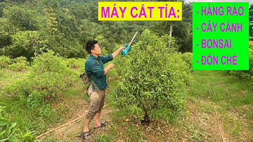 Máy Cắt Tỉa Hàng Rào Cây Cảnh Đốn Chè Giá Bao Nhiêu