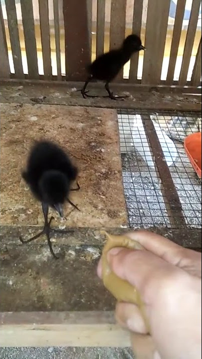 ngasih makan anak ruak ruak