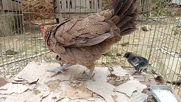 Tiếng gà mẹ gọi con chuẩn