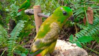 Burung Serindit Kuning Dan Raja Gacor, SERINDIT #PART15