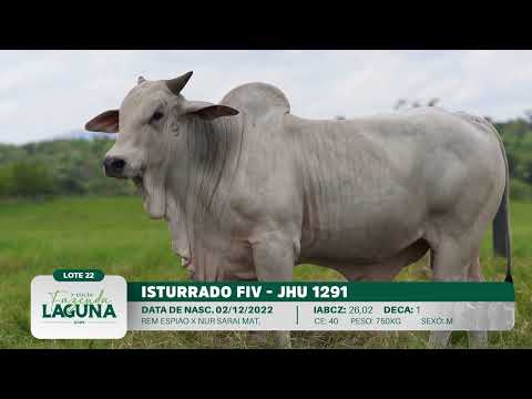 LOTE 22 - JHU 1291