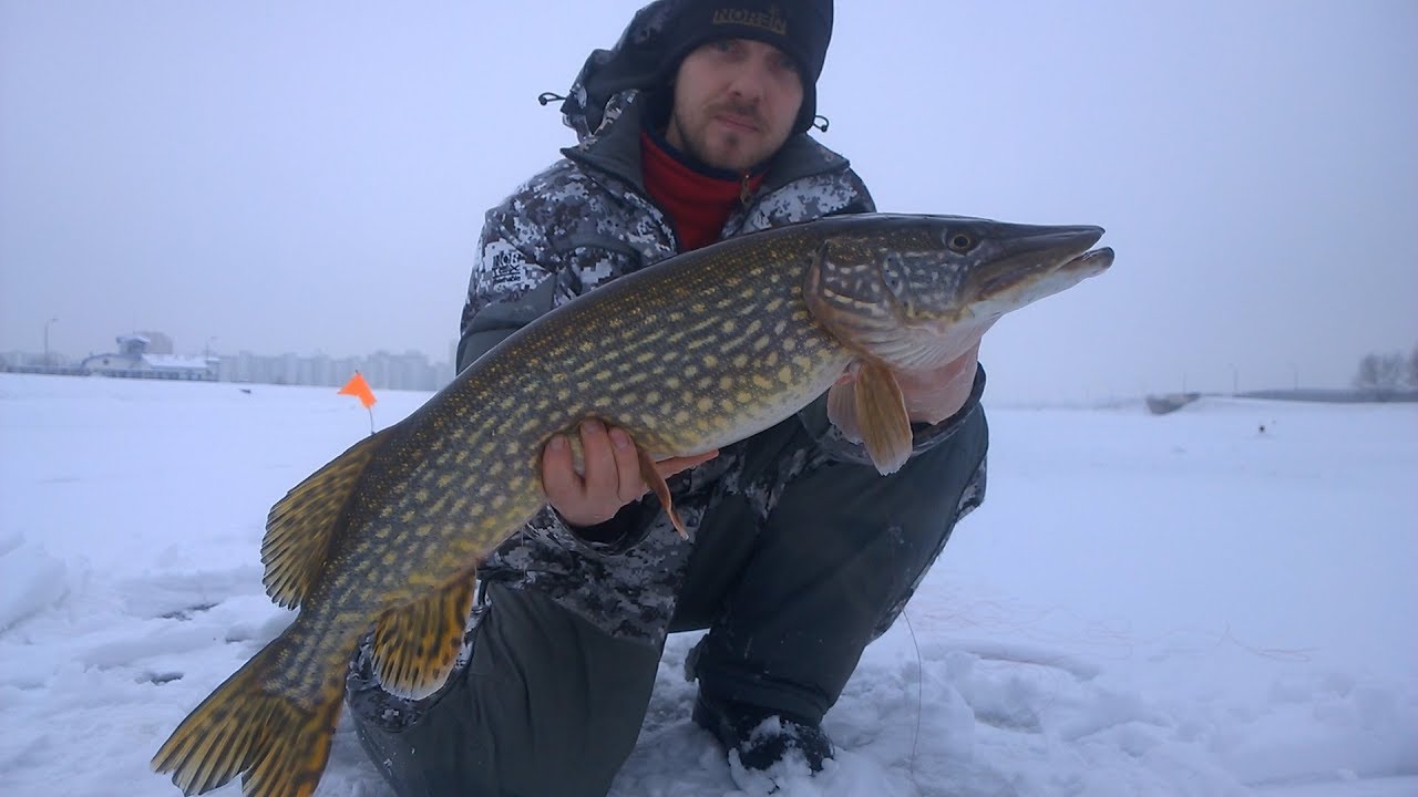 Щука на жерлицу. Река Мухавец