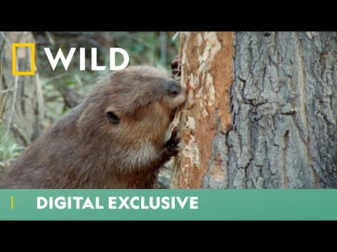 Beavers Scurry To Build Their Winter Home | World's Weirdest | National Geographic WILD UK