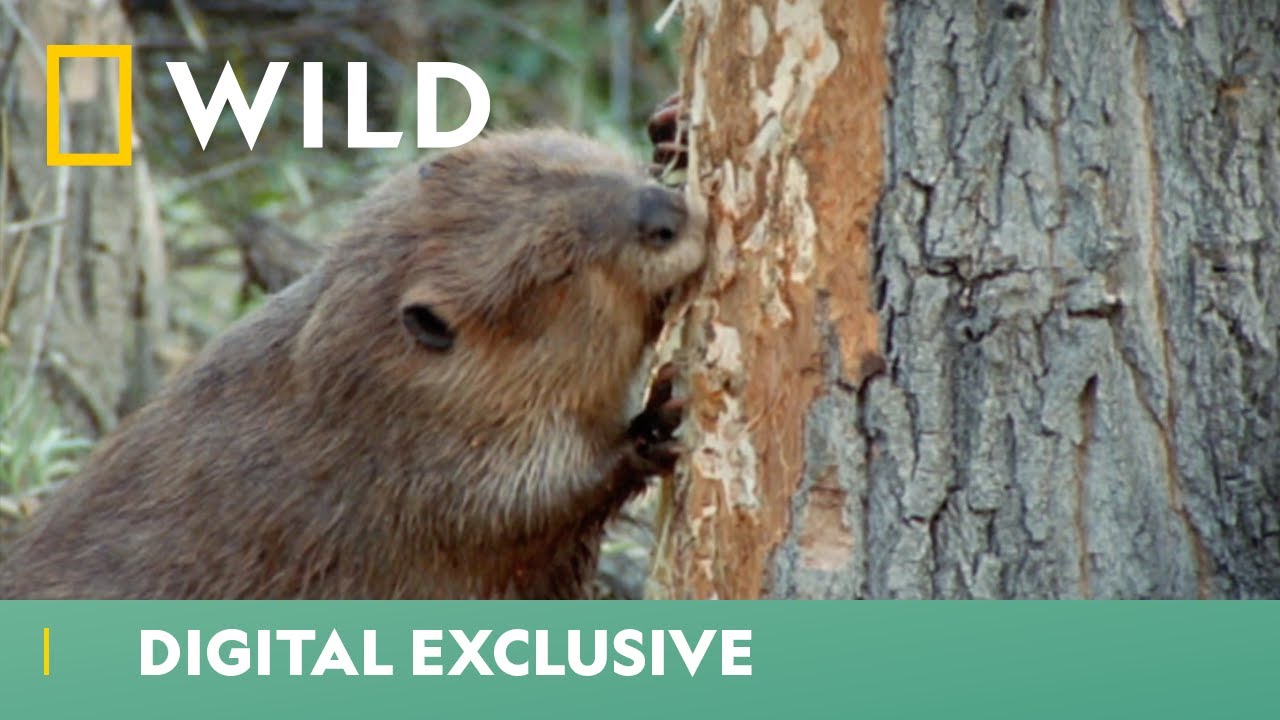 Beavers Scurry To Build Their Winter Home World's Weirdest National