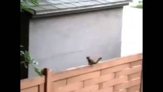 I Can Fly - Funniestbest Vines Of August 2013