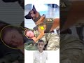 الأخوة في السلاح الجندية تركت وعيها تماما بين يدي شريكها والكلب استوعب دوره ليس كمقاتل بل كدرع حي