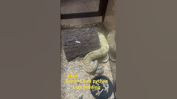 ⚠️banana ball python live feeding ⚠️