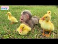 Sweet moments of monkey bibi and friends