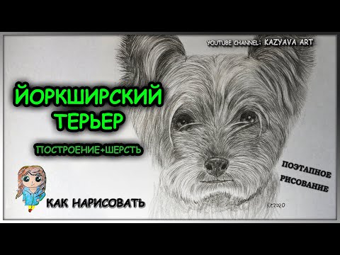 Video: Кантип Йорки селекционери болууга болот