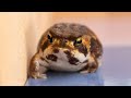 Climbing Round Frog