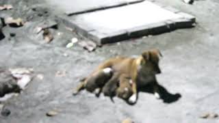 Stray Dog Puppies Enjoying Milk Time! #thedodo #animalrescue #dogrescue