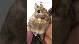 5 Curiosidades Sobre Los Conejos