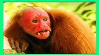 ЛЫСЫЙ УАКАРИ - САМАЯ НЕОБЫЧНАЯ ОБЕЗЬЯНА В МИРЕ С ГРУСТНЫМ ЧЕЛОВЕЧЕСКИМ ЛИЦОМ. ЛЫСЫЙ УАКАРИ - САМАЯ НЕОБЫЧНАЯ ОБЕЗЬЯНА В МИРЕ С ГРУСТНЫМ ЧЕЛОВЕЧЕСКИМ ЛИЦОМ.