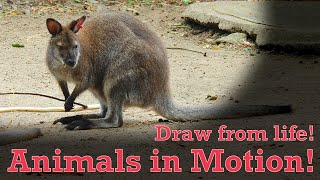 Draw from Life - Animals in Motion #6 - Wallaby