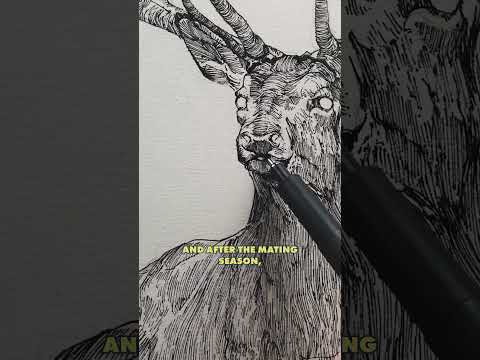 Deer Magic Drawing Art Animalart YouTube Hq2