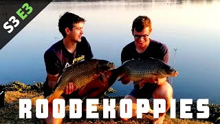 Catching big carp from the bank | Roodekoppies Dam S3E3 Dennekruin