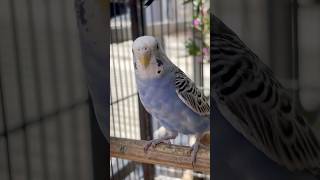 Day-423 Good morning My YouTube Family #birdcare #budgies #petbirds #budgielovers #viral #youtuber