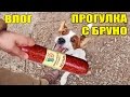 Влог. Прогулка с собакой. Джек Рассел. Бруно