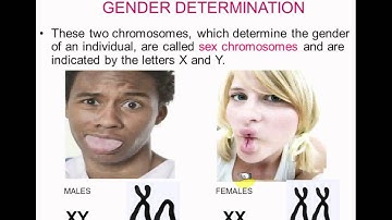 Complex Inheritance Lecture.avi