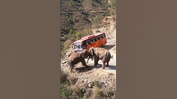 Elephant Pushes Bus Off Narrow Cliff Road | Shocking AI Jungle Scene | AI-Generated