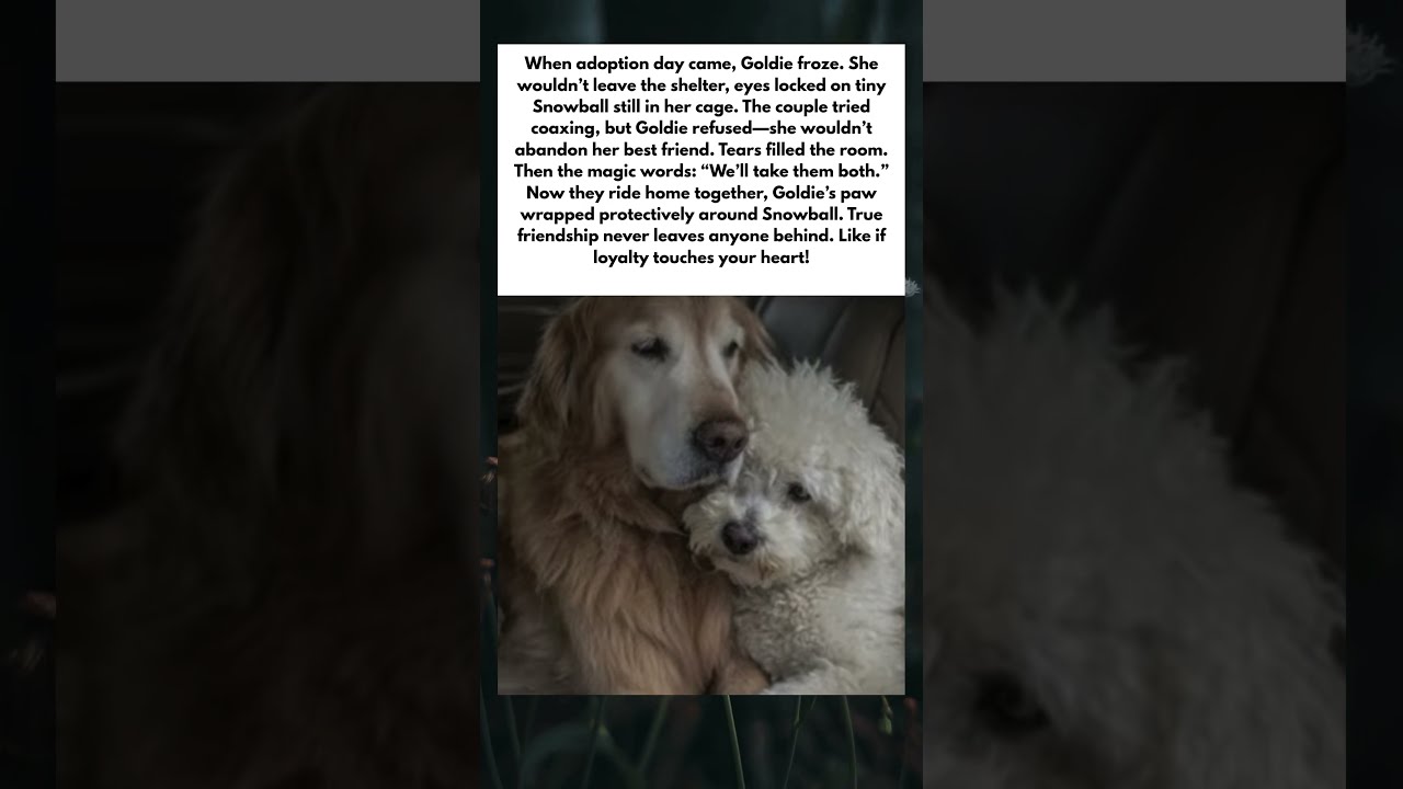 THE DOG WHO REFUSED TO LEAVE WITHOUT HER FRIEND