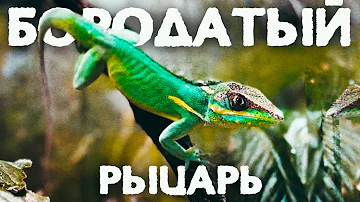 У бородатой агамы есть тропическая альтернатива  -  АНОЛИС РЫЦАРЬ 🦎 Сравниваем их содержание и уход