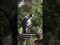 Bee Hive Removed | Apis Florea 🐝