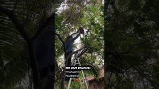 Bee Hive Removed | Apis Florea 🐝