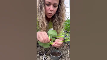 Размножение клубники 🍓усами