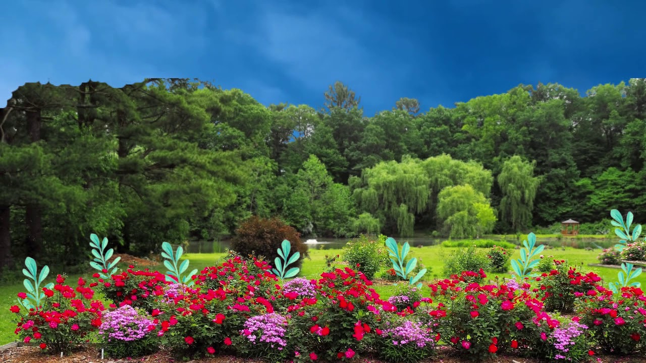 MOTION BACKGROUND ROSE GARDEN YouTube