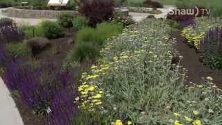 Xeriscaping in the Okanagan