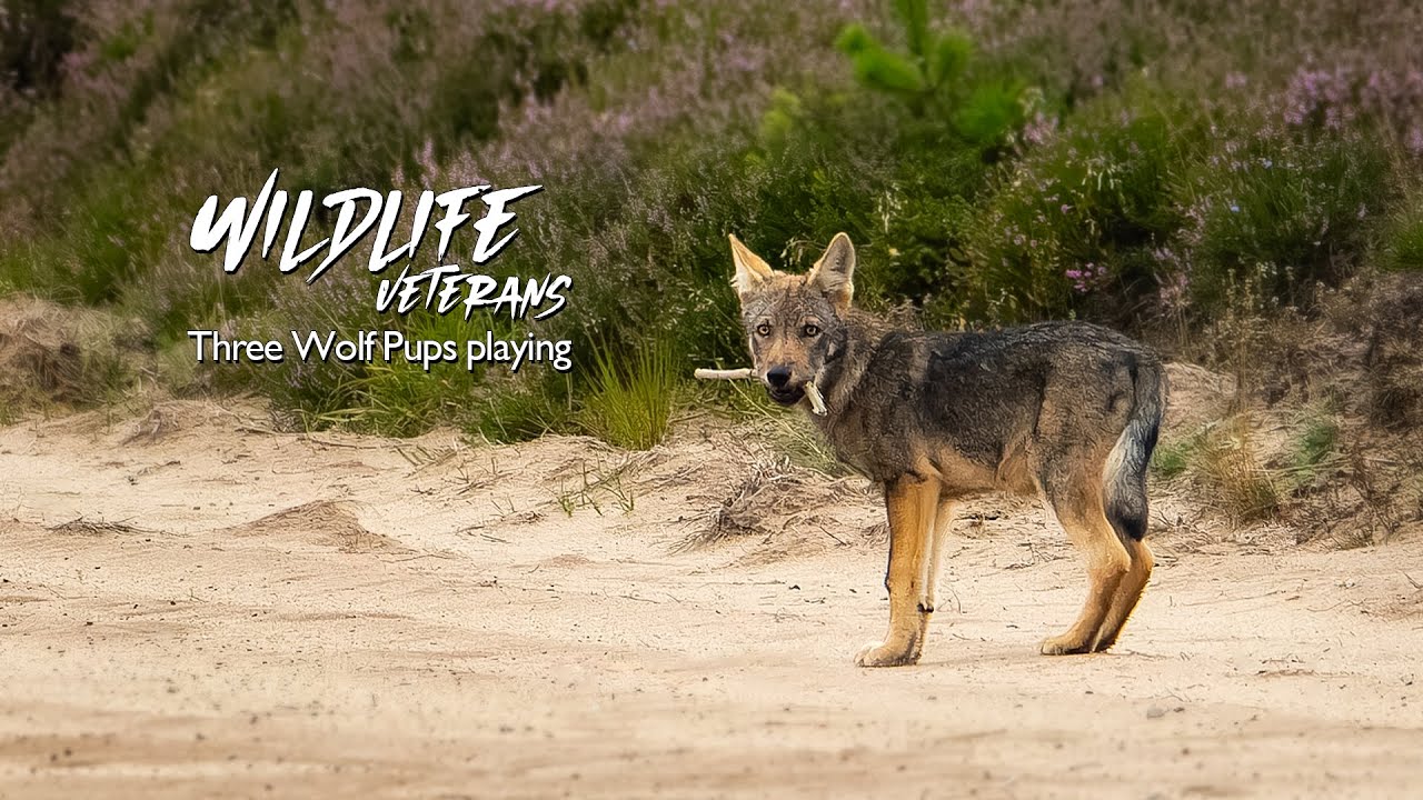 Three Wolf Pups Playing YouTube