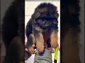 German Shepherd Male Puppy Sale 🐕 | Heavy Bone | Guard Dog | @Petzz_world #shorts #viral #trading