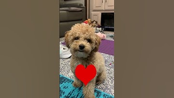 A Mouse Climbed into our Furnace Motor 🐁 #rvlife #rvliving #travel #rvtips #fulltimerv #camping