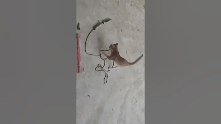 Video 11879171: laugh cats compilation, cats dogs animals compilation, best cat compilation, cat jumping, cute cat, funny cat