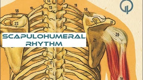 Scapulohumeral Rhythm | Integrated function of shoulder complex | Biomechanics of shoulder