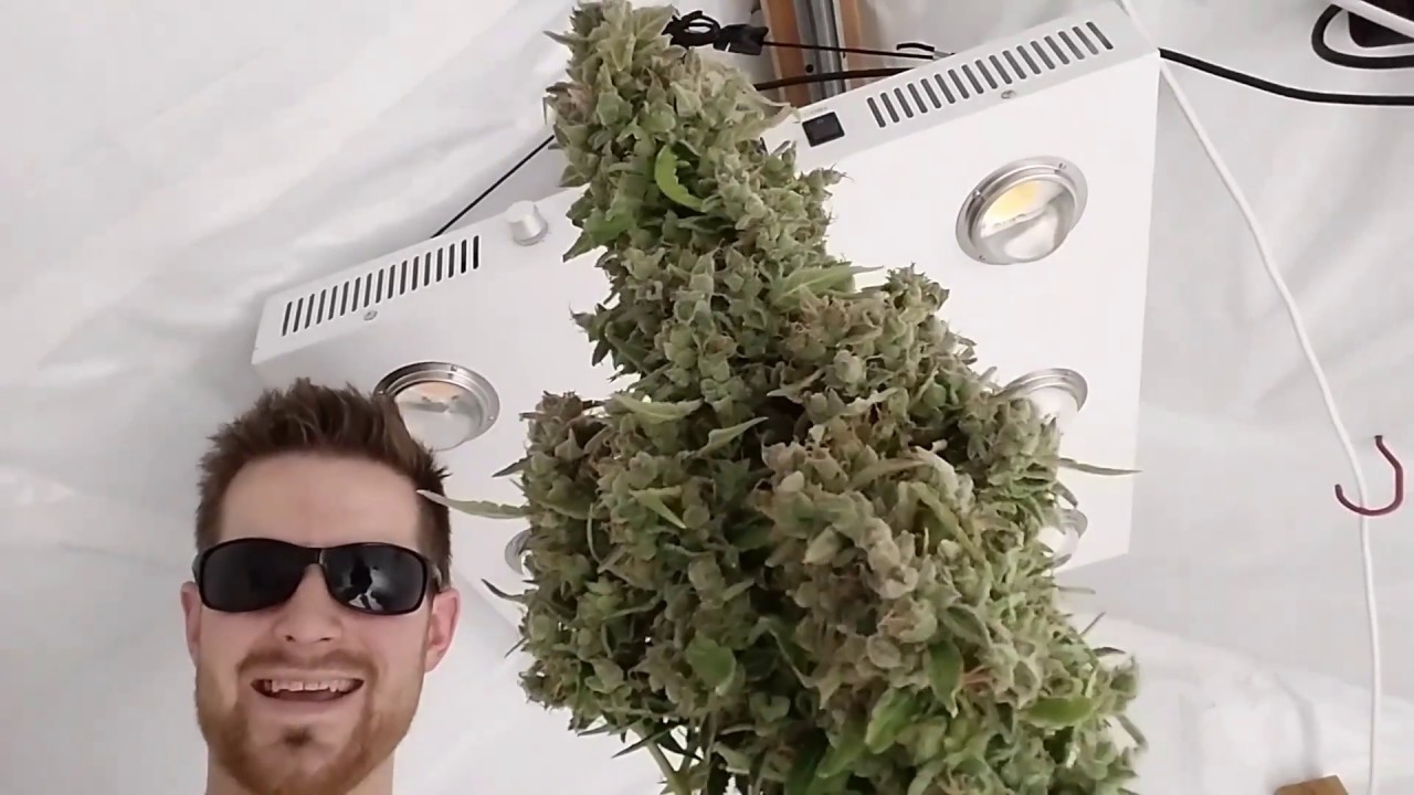 Harvesting my Highest Yielding Autoflower Ever - Auto Glueberry OG#1 -Pound Game Grow Series