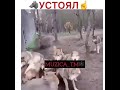 Волк Устоял