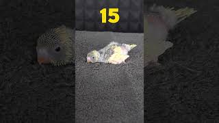 Как Растёт Птенец-Попугай От 1 До 31 Дня